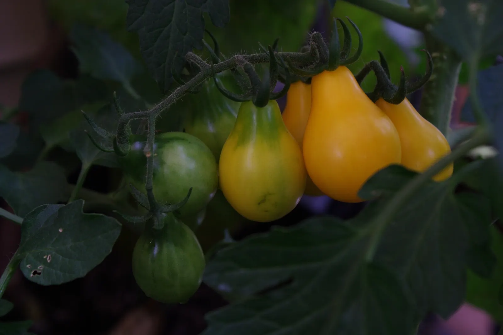 Heirloom Tomato (Solanum Lycopersicum 'Heirloom') — Full sun exposure and well-draining soil are essential