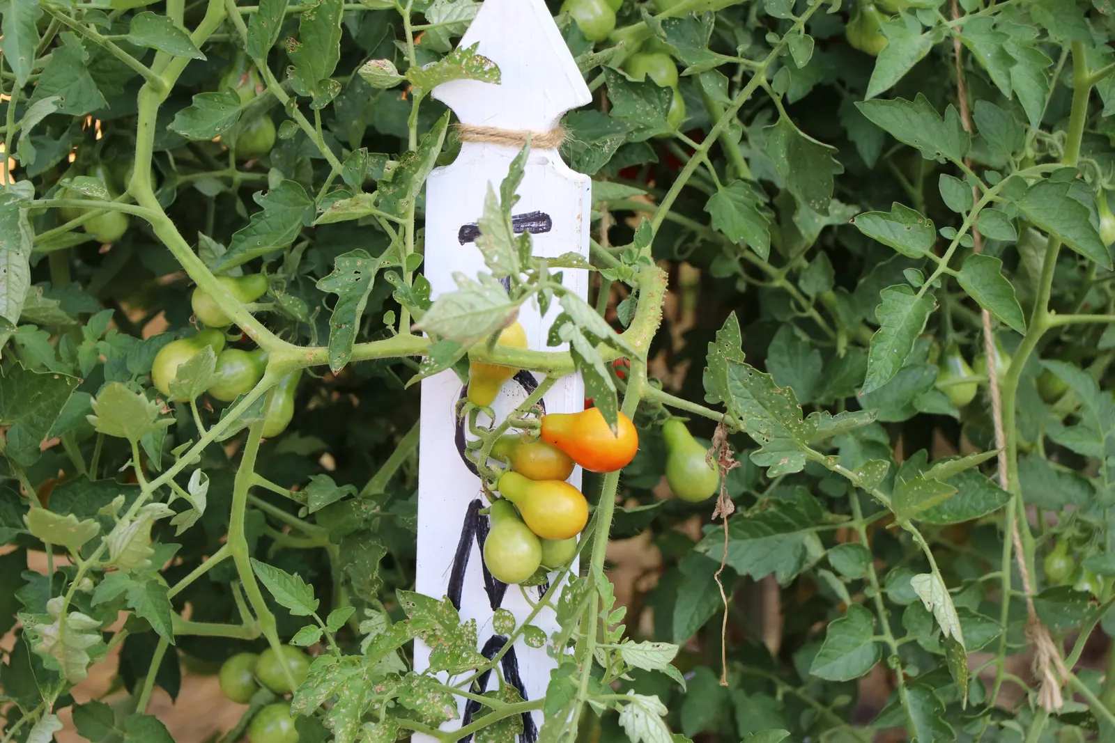 Heirloom Tomato (Solanum Lycopersicum 'Heirloom') — These indeterminate plants require staking, growing up to 6 feet tall and spreading 18 to 36 inches