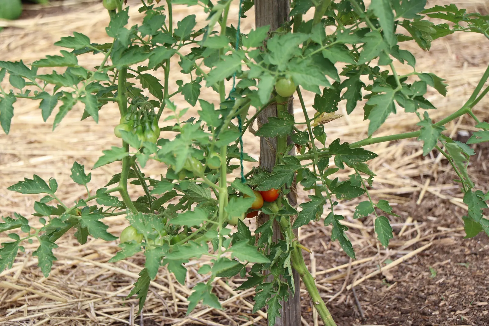 Heirloom Tomato (Solanum Lycopersicum 'Heirloom') — Heirlooms add a rustic charm to gardens, suitable for both ornamental and culinary use