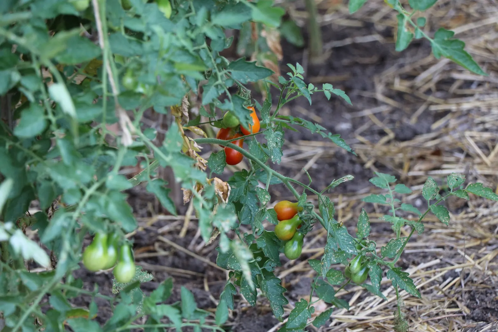 Heirloom Tomato (Solanum Lycopersicum 'Heirloom') — It produces unique, colorful fruits that can range from 1 to 2 pounds each
