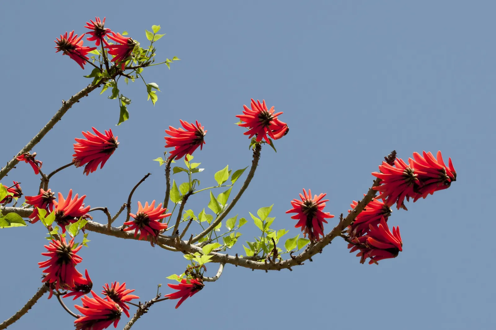 Kaffirboom Coral Tree (Erythrina Caffra) — Erythrina caffra is known for its symbolic representation of protection and fertility; the thorny, image 68
