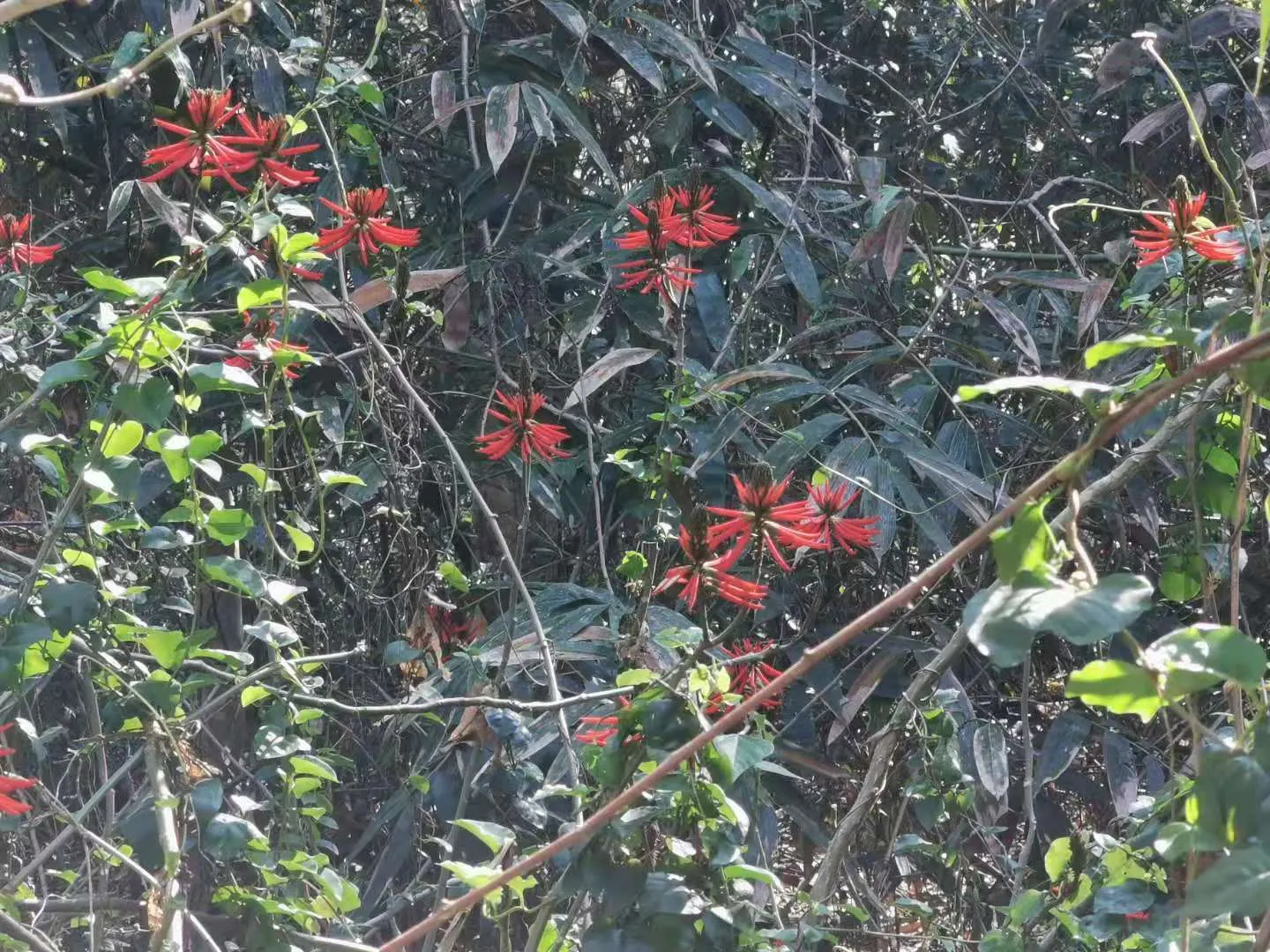 Kaffirboom Coral Tree (Erythrina Caffra) — this tree is celebrated for its vibrant coral-red flowers; the Kaffirboom Coral Tree (Erythrina caffra), image 60