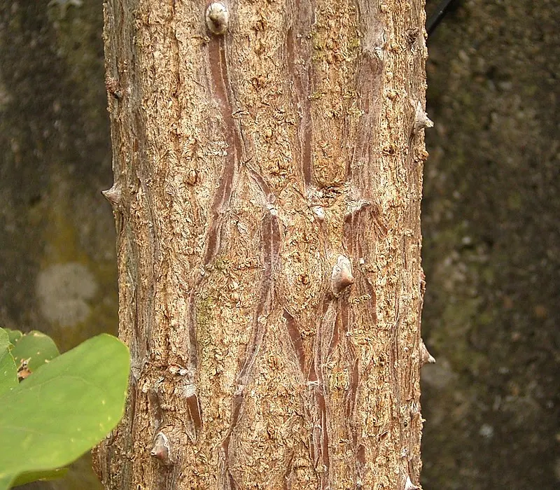 Kaffirboom Coral Tree (Erythrina Caffra) — and its hardwood is sometimes used in native crafts