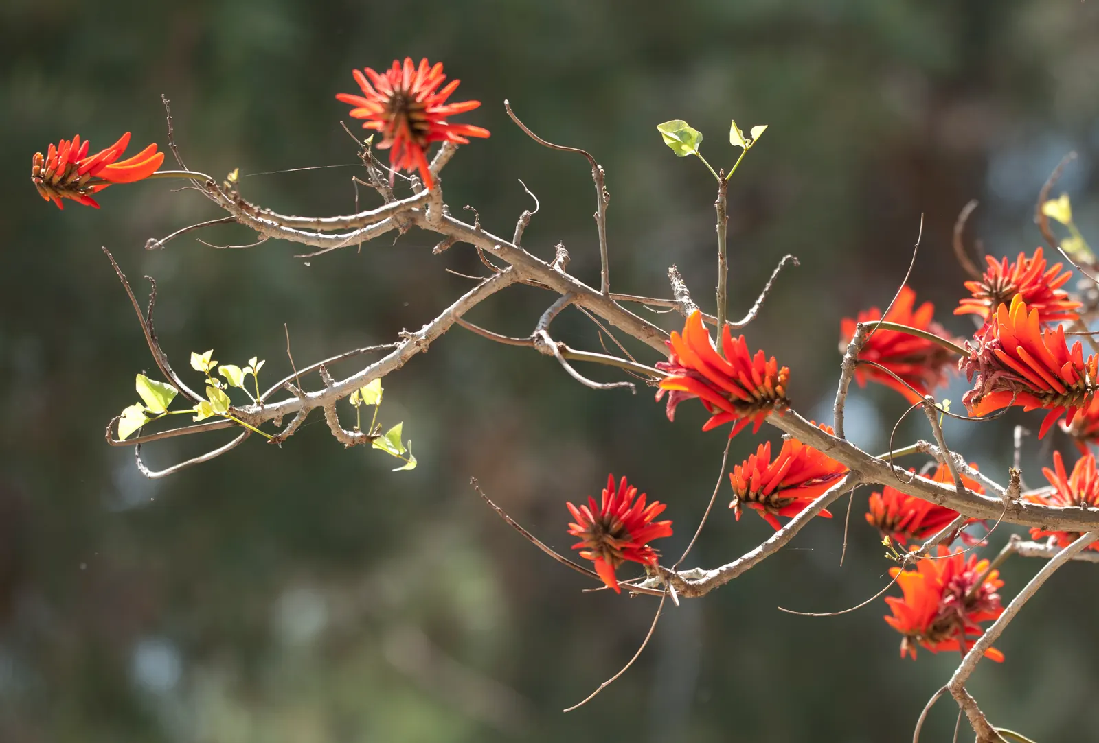 Kaffirboom Coral Tree (Erythrina Caffra) — tree with orange and red blooms; erythrina caffra is known for its symbolic representation of protection and