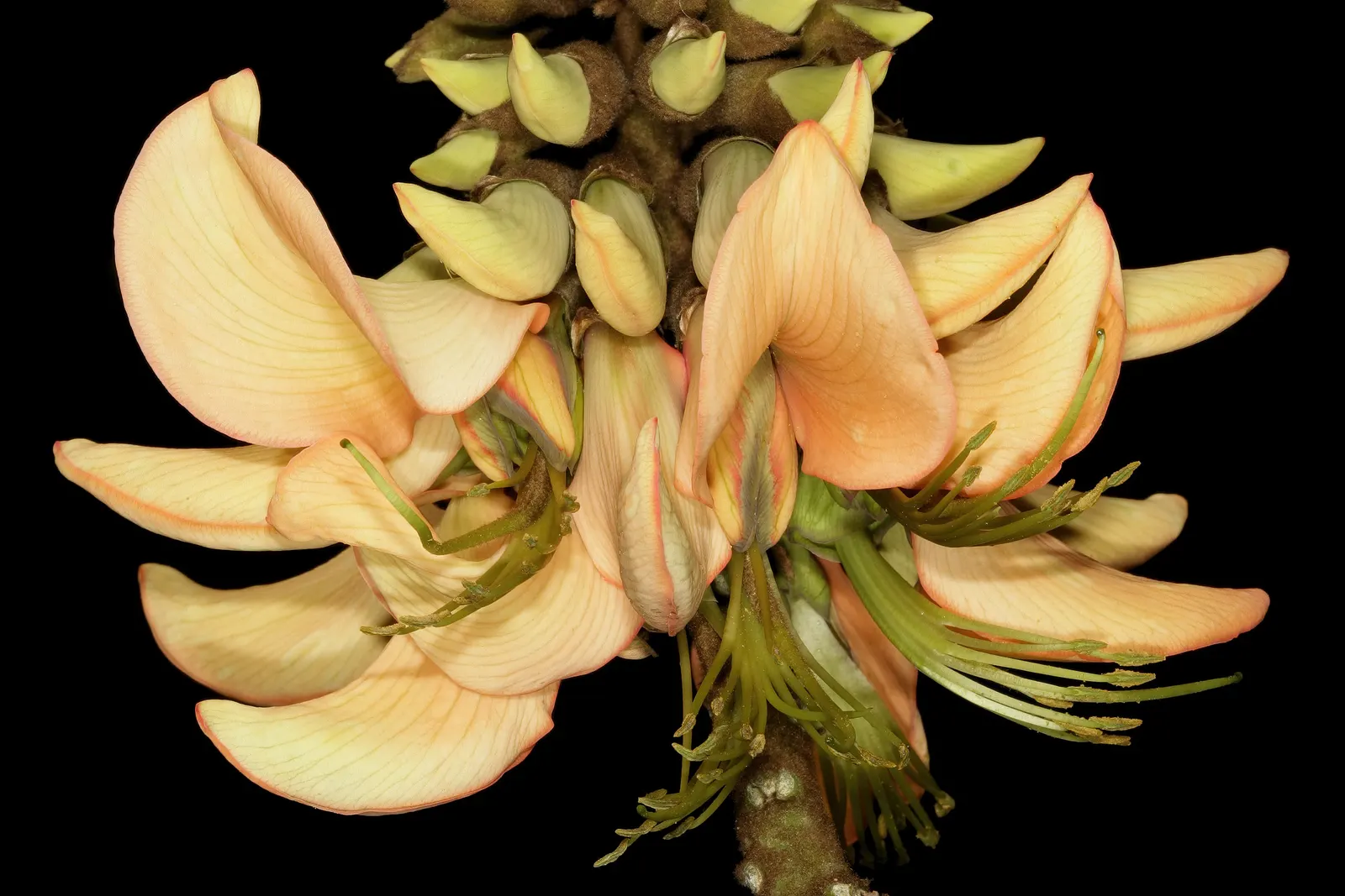 Kaffirboom Coral Tree (Erythrina Caffra) — The Kaffirboom Coral Tree is drought-tolerant once established; occasional pruning may be necessary to maintain its