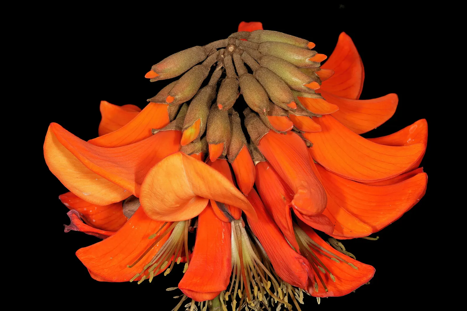 Kaffirboom Coral Tree (Erythrina Caffra) — Native to South Africa, this tree can reach up to 40 feet in height and spread equally wide; for the, image 55