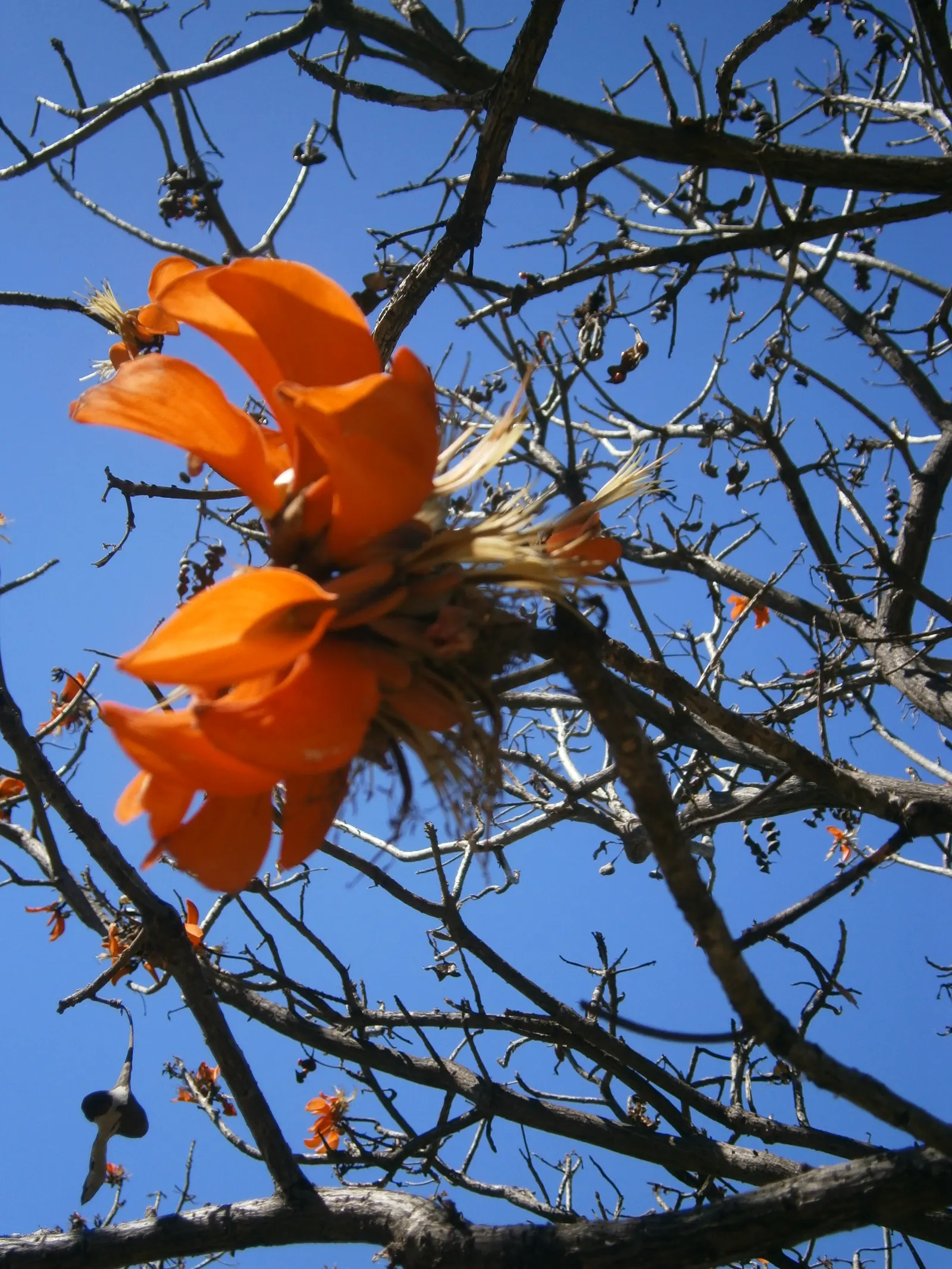 Kaffirboom Coral Tree (Erythrina Caffra) — and it is best planted in well-draining soil with moderate water requirements