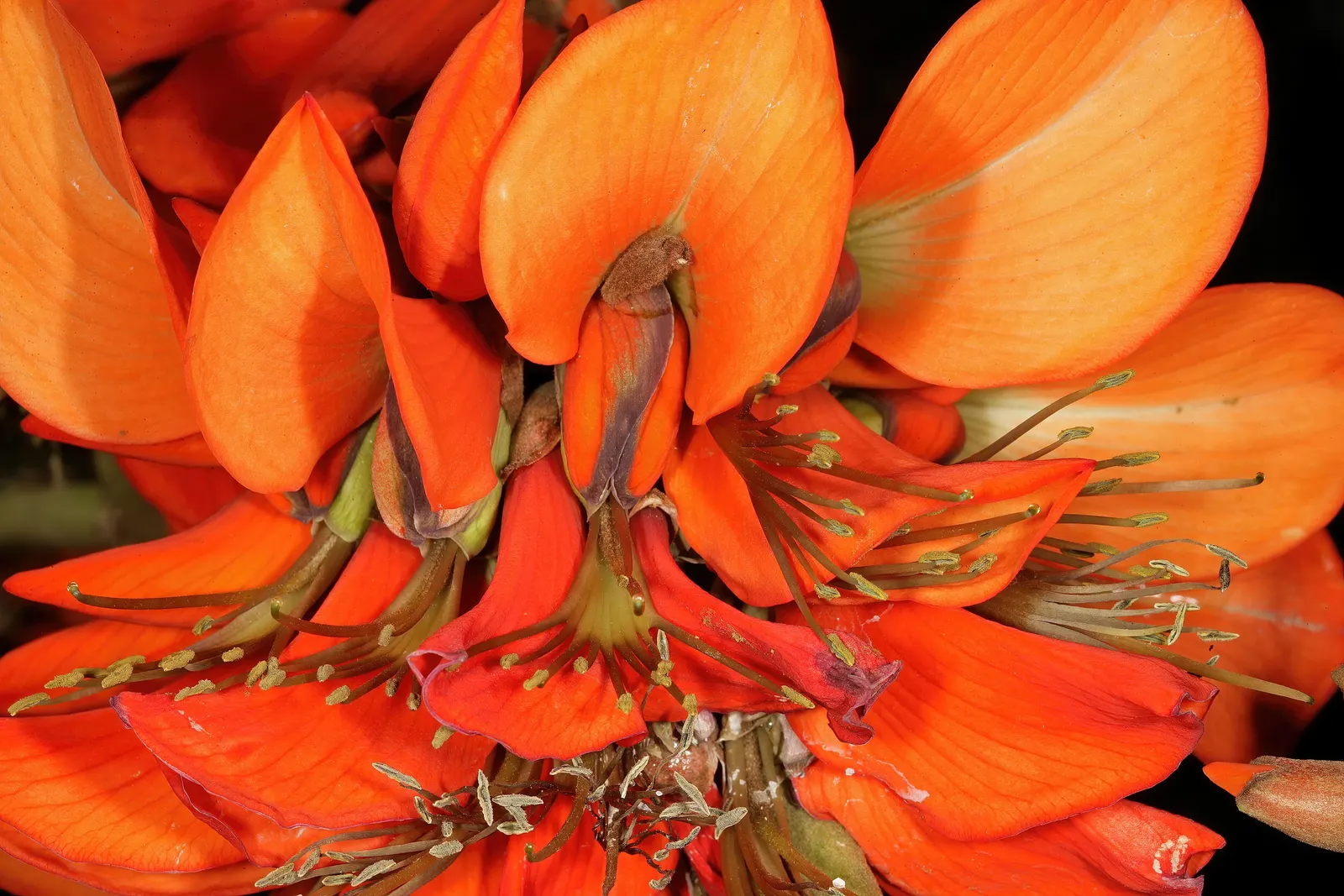Kaffirboom Coral Tree (Erythrina Caffra) — For the landscaping client; it is imperative to understand that this species requires adequate space to thrive