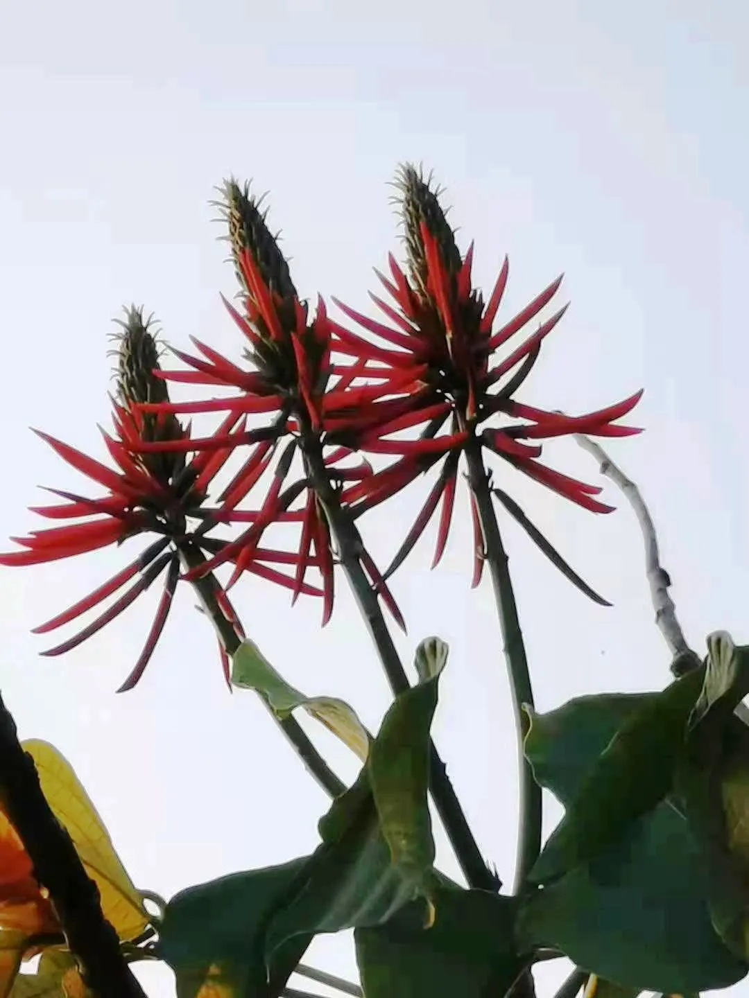 Kaffirboom Coral Tree (Erythrina Caffra) — Native to South Africa, this tree can reach up to 40 feet in height and spread equally wide
