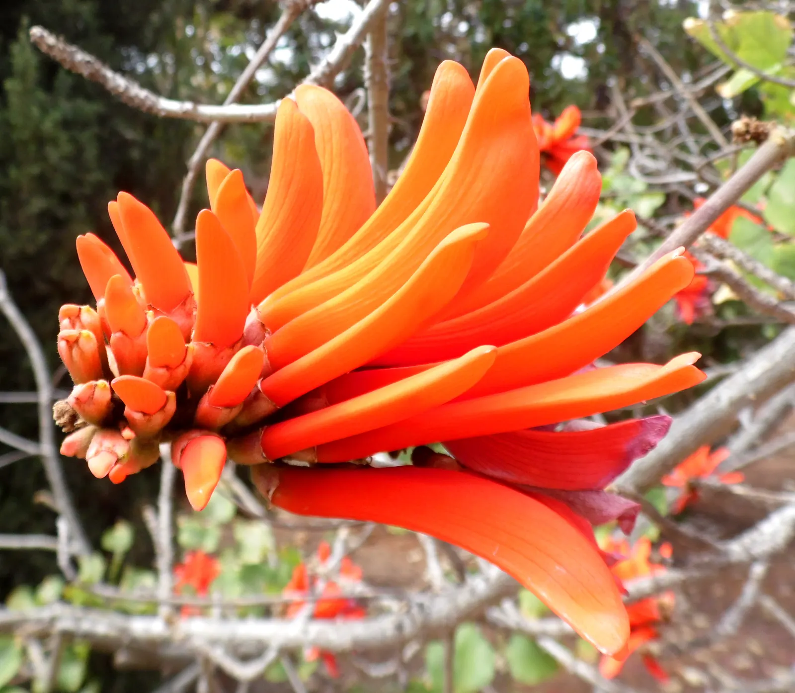 Kaffirboom Coral Tree (Erythrina Caffra) — The thorny branches and drought tolerance make it an excellent choice for warm climates; adding a splash of color
