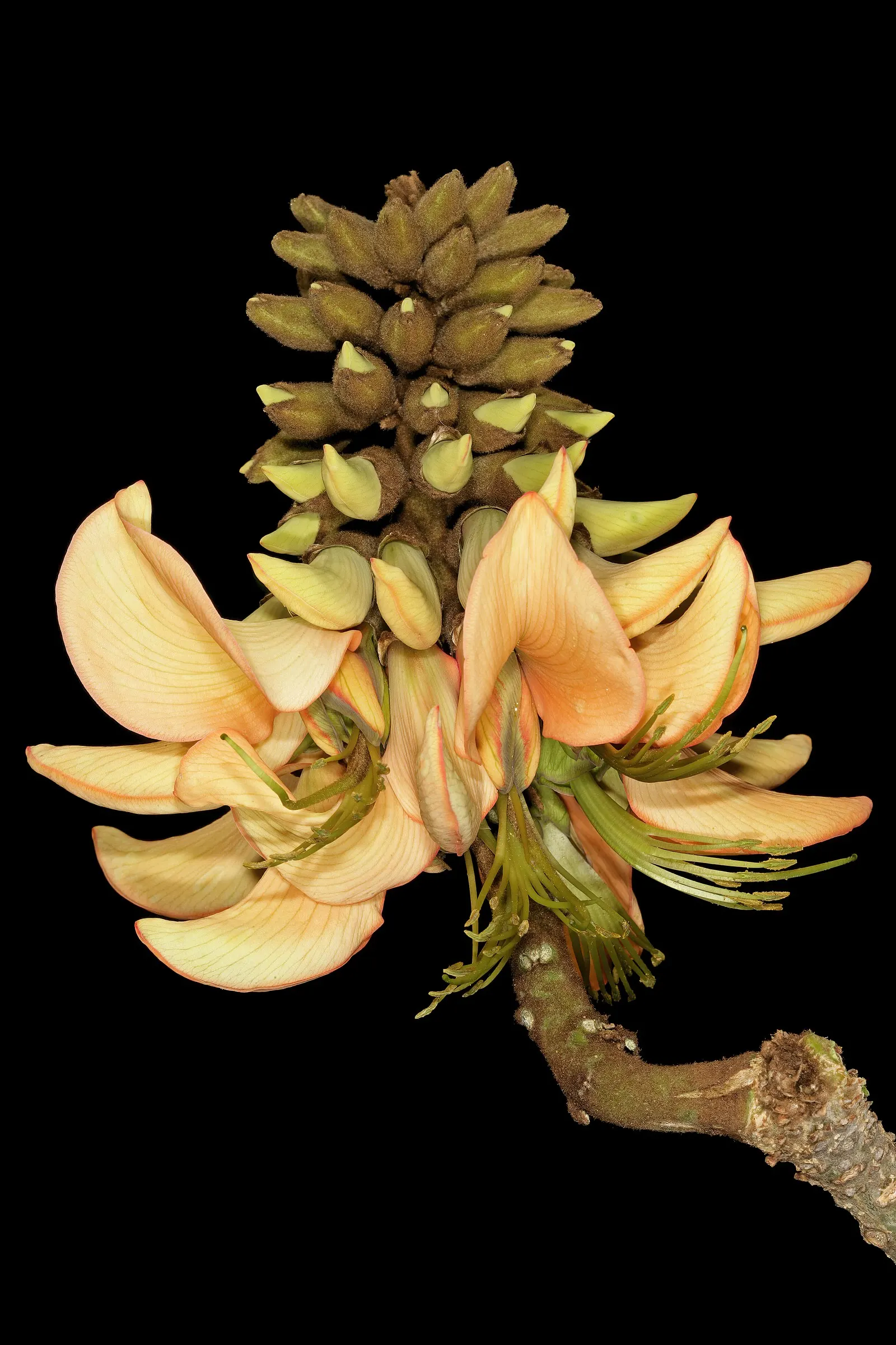 Kaffirboom Coral Tree (Erythrina Caffra) — Its trunk and branches exhibit a distinctive; and its hardwood is sometimes used in native crafts, image 66