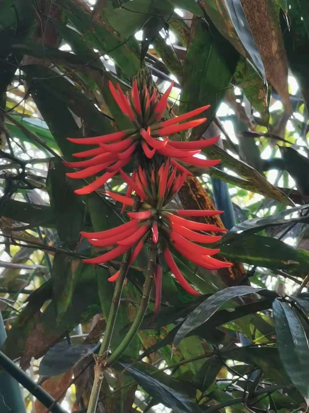 Kaffirboom Coral Tree (Erythrina Caffra) — It prefers full sun and well-drained soils; tree with orange and red blooms, image 56
