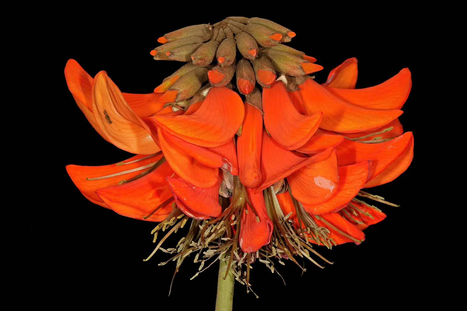 Kaffirboom Coral Tree (Erythrina Caffra) — Indigenous to southeastern regions of South Africa; and it is best planted in well-draining soil with, image 59