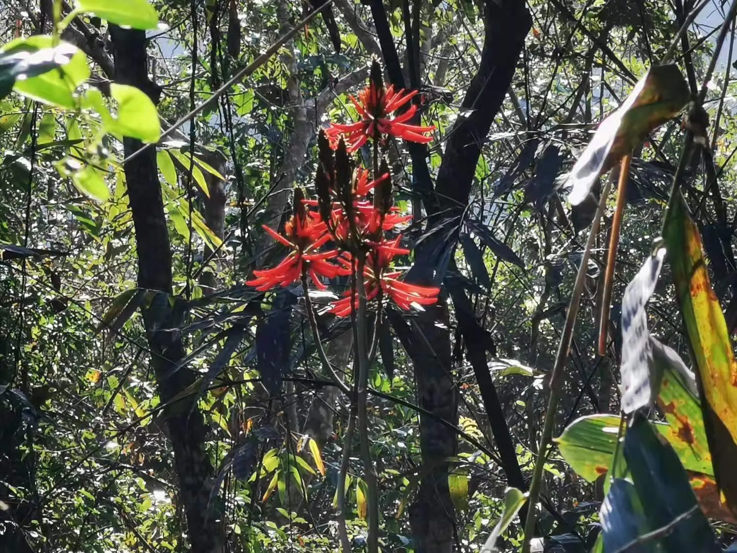 Kaffirboom Coral Tree (Erythrina Caffra) — including hummingbirds.<br><br>A deciduous tree; the Kaffirboom Coral Tree is drought-tolerant once established