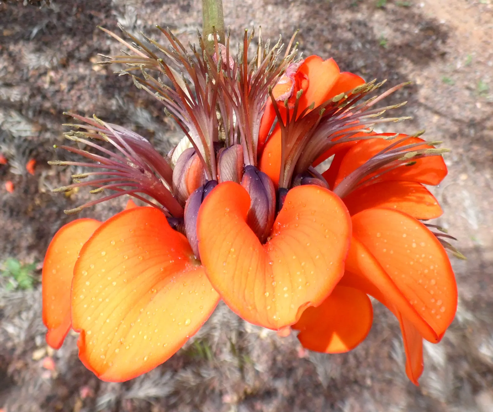Kaffirboom Coral Tree (Erythrina Caffra) — which erupt in a showy display typically during late winter to early spring; this tree is celebrated for its vibrant