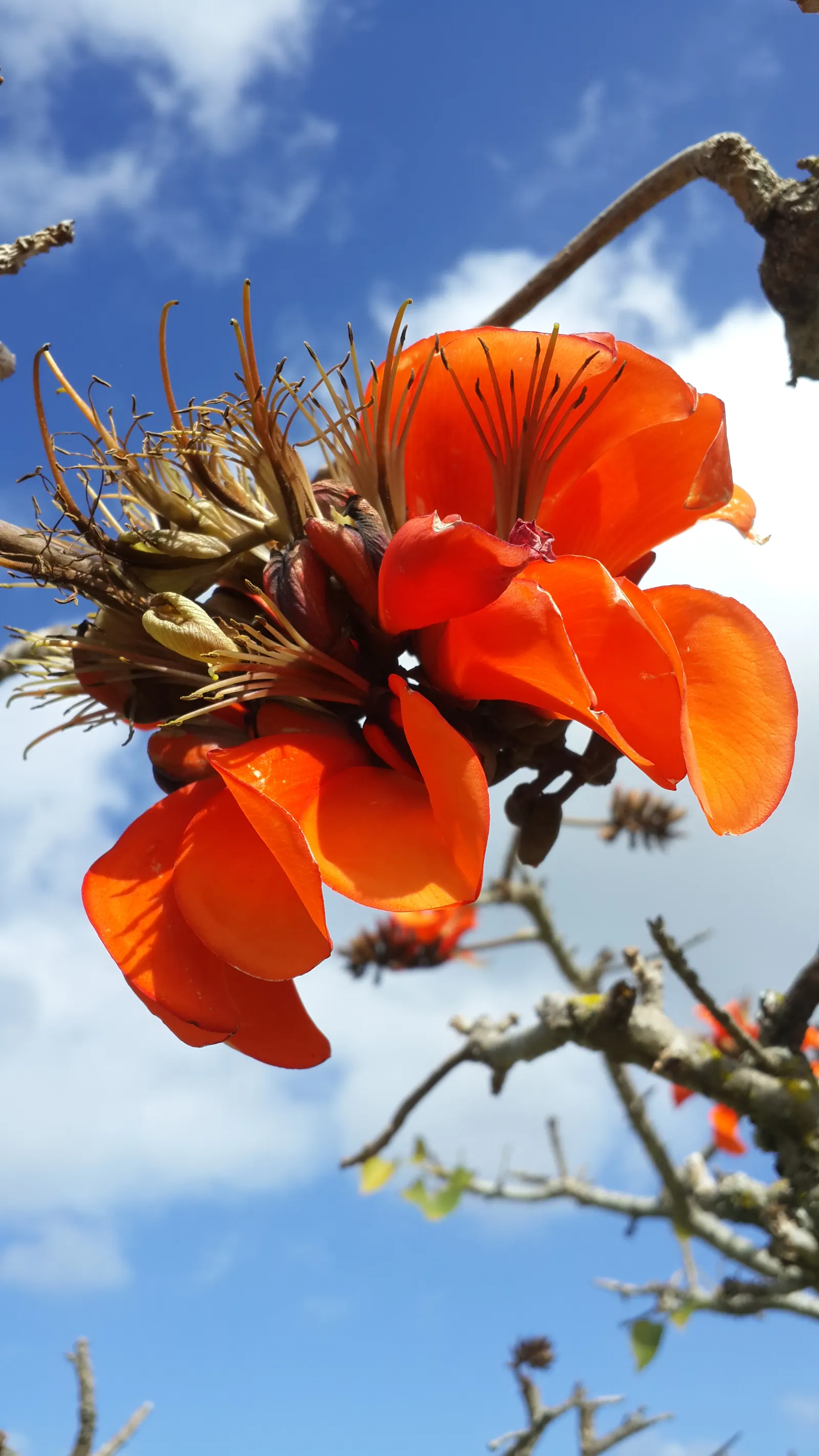 Kaffirboom Coral Tree (Erythrina Caffra) — The Kaffirboom Coral Tree (Erythrina caffra) is a striking; it prefers full sun and well-drained soils