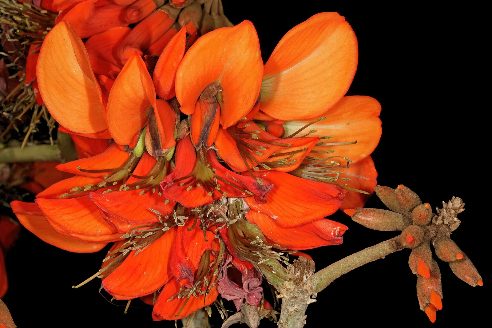 Kaffirboom Coral Tree (Erythrina Caffra) — tree with orange and red blooms