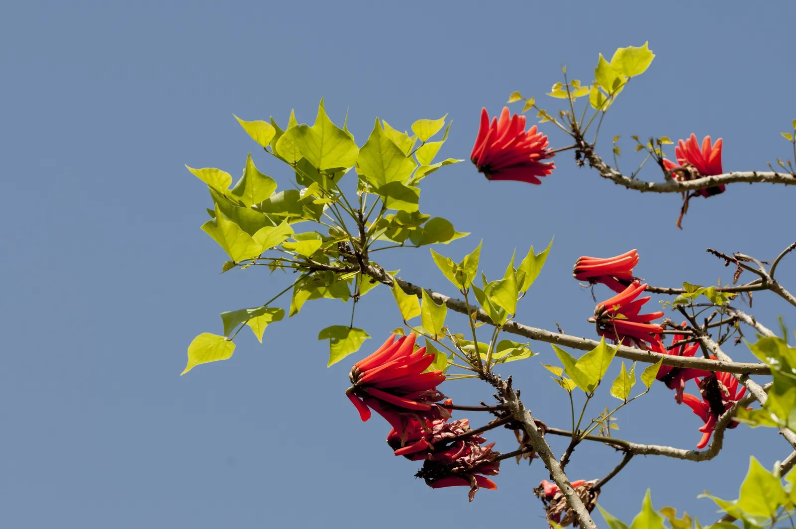Kaffirboom Coral Tree (Erythrina Caffra) — The thorny branches and drought tolerance make it an excellent choice for warm climates; adding a splash, image 57