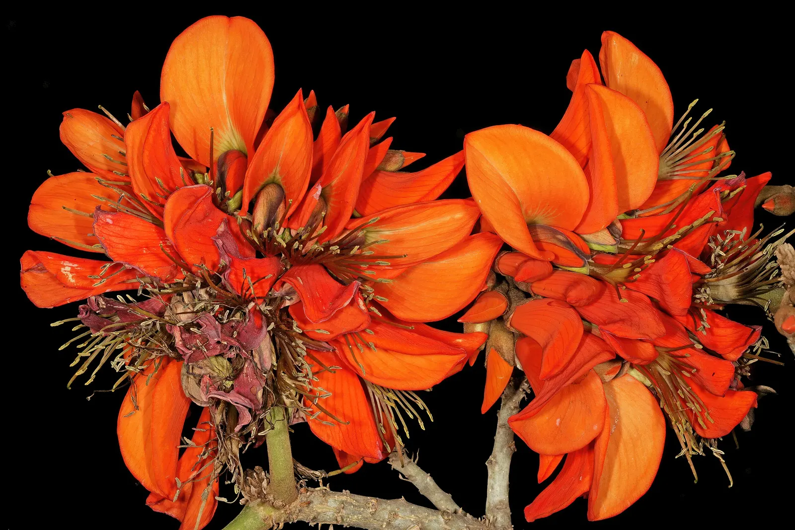 Kaffirboom Coral Tree (Erythrina Caffra) — tree for full; making it a suitable choice for a low-maintenance and resilient garden theme