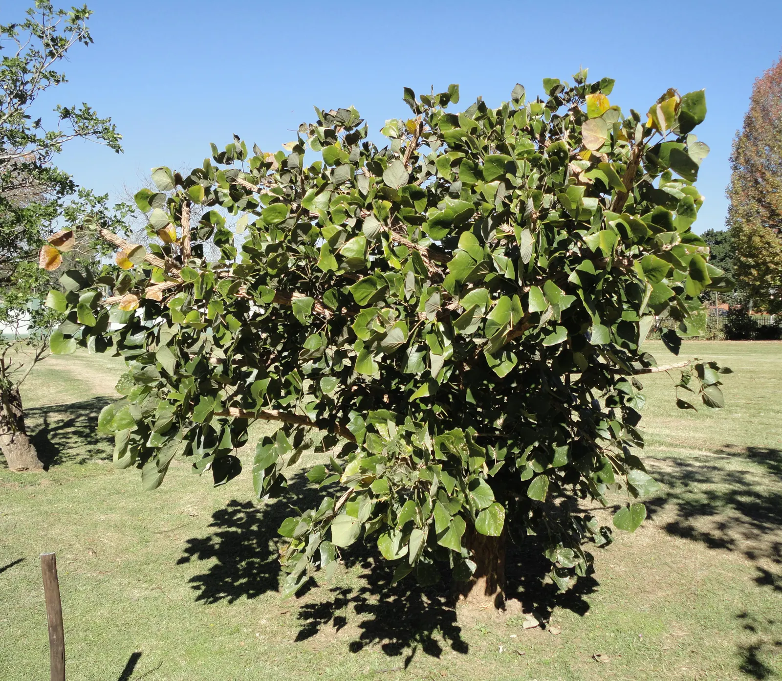 Kaffirboom Coral Tree (Erythrina Caffra) — this tree is celebrated for its vibrant coral-red flowers; the Kaffirboom Coral Tree (Erythrina caffra) is a striking