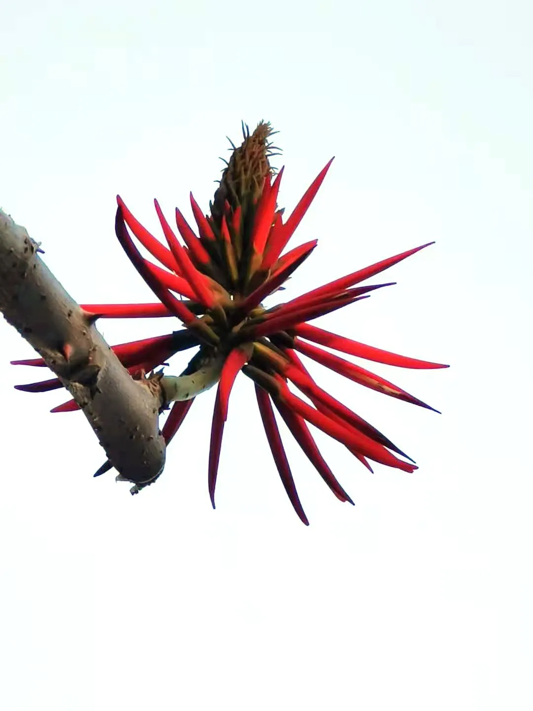 Kaffirboom Coral Tree (Erythrina Caffra) — the branches are densely laden with blossoms that attract an array of pollinators; with stout thorns that contribute