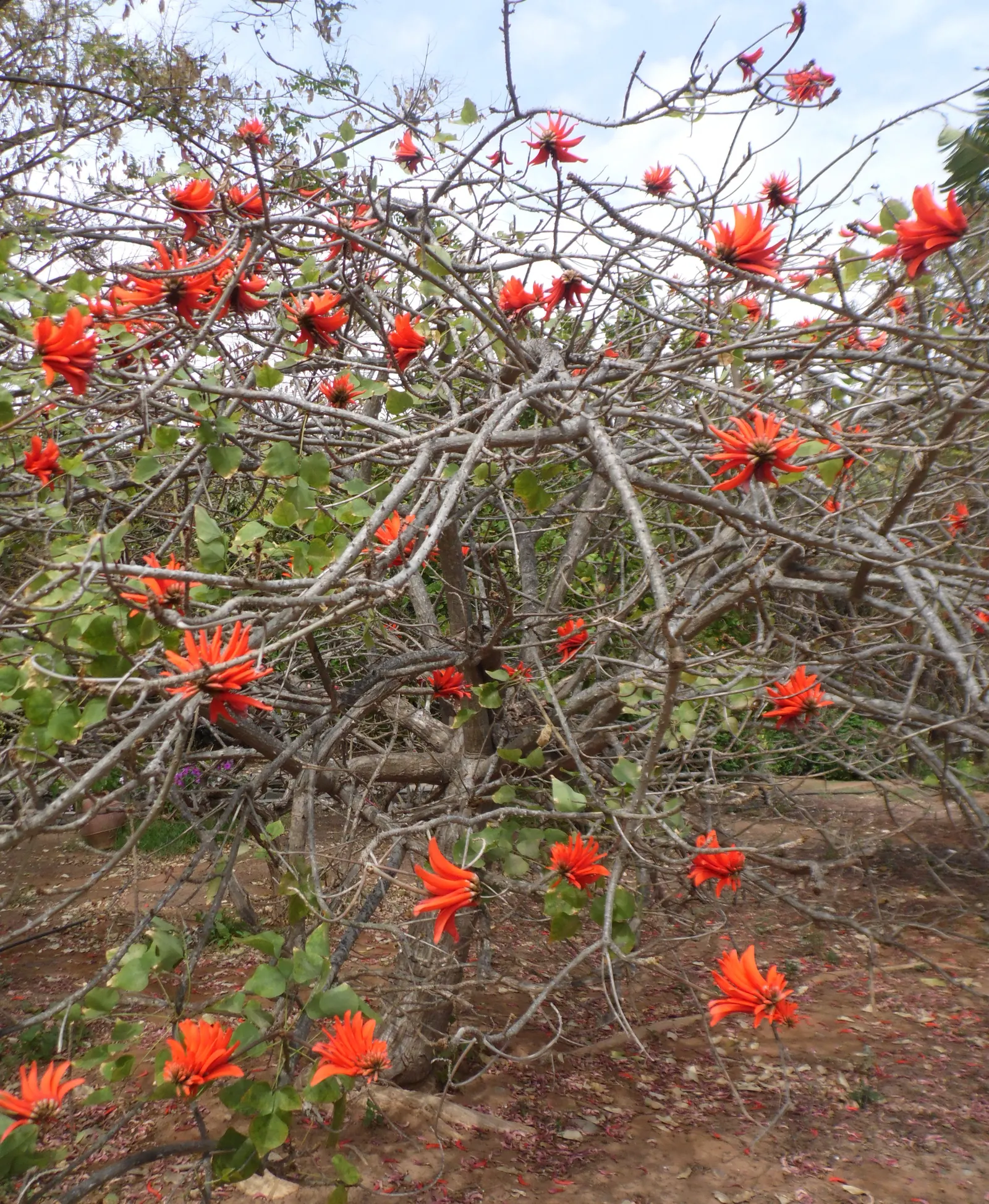 Kaffirboom Coral Tree (Erythrina Caffra) — including hummingbirds.<br><br>A deciduous tree; the Kaffirboom Coral Tree is drought-tolerant once, image 63