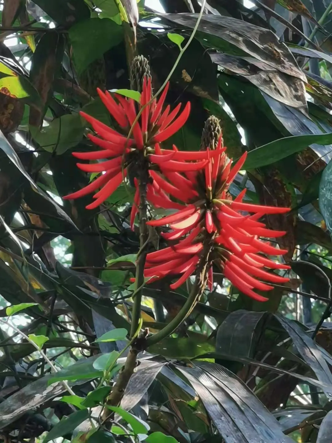 Kaffirboom Coral Tree (Erythrina Caffra) — it is imperative to understand that this species requires adequate space to thrive; tree for full