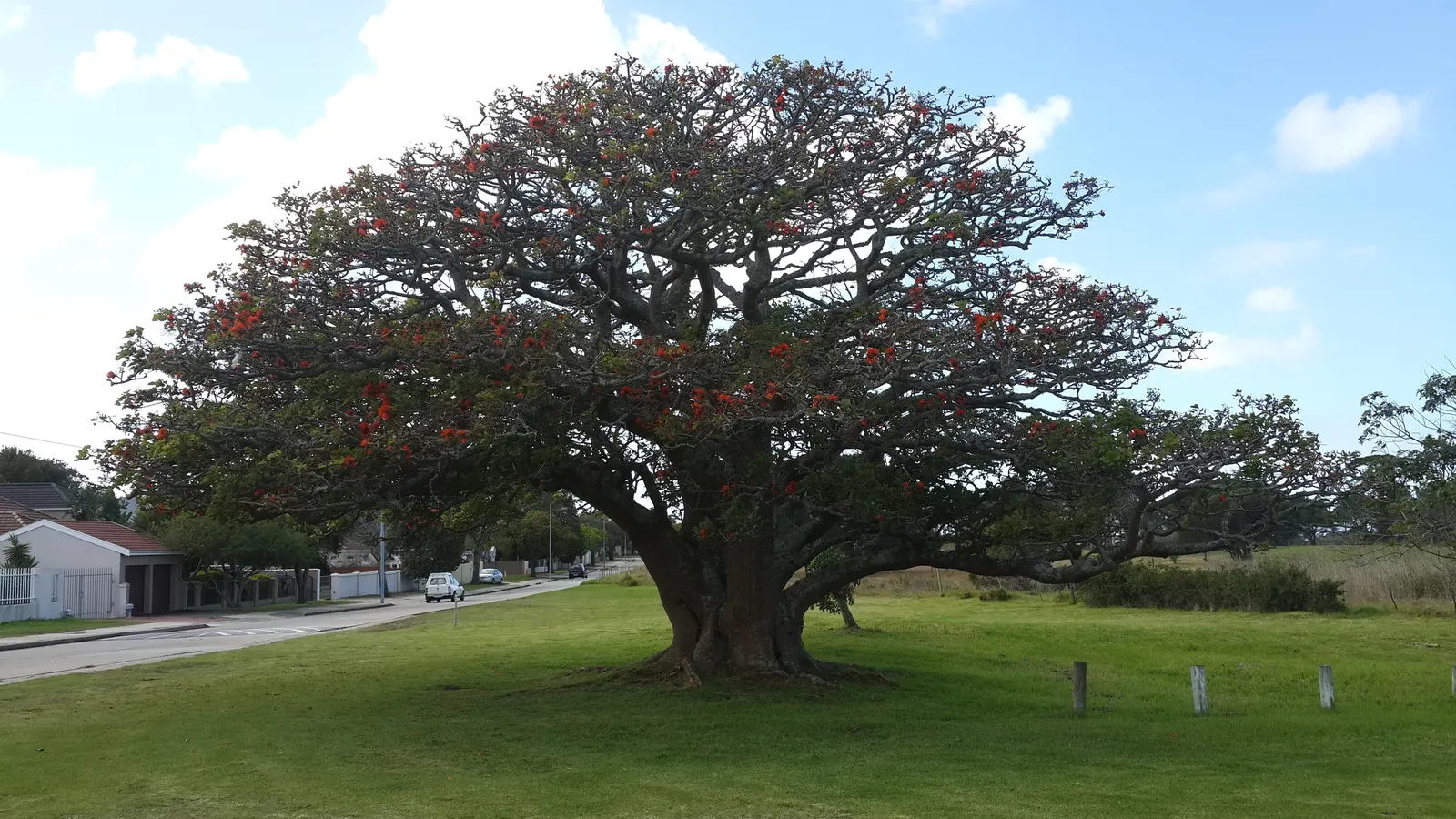 Kaffirboom Coral Tree (Erythrina Caffra) — offering a lovely shaded area during the warmer months; the branches are densely laden with blossoms, image 65