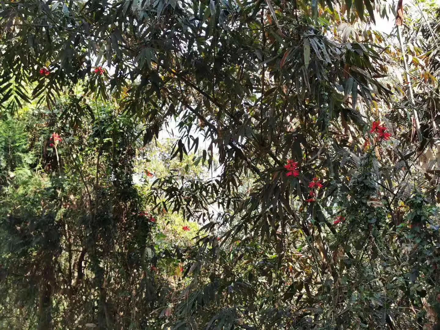 Kaffirboom Coral Tree (Erythrina Caffra) — deciduous tree revered for its vibrant red to orange blooms that emerge in late winter to early spring, image 54