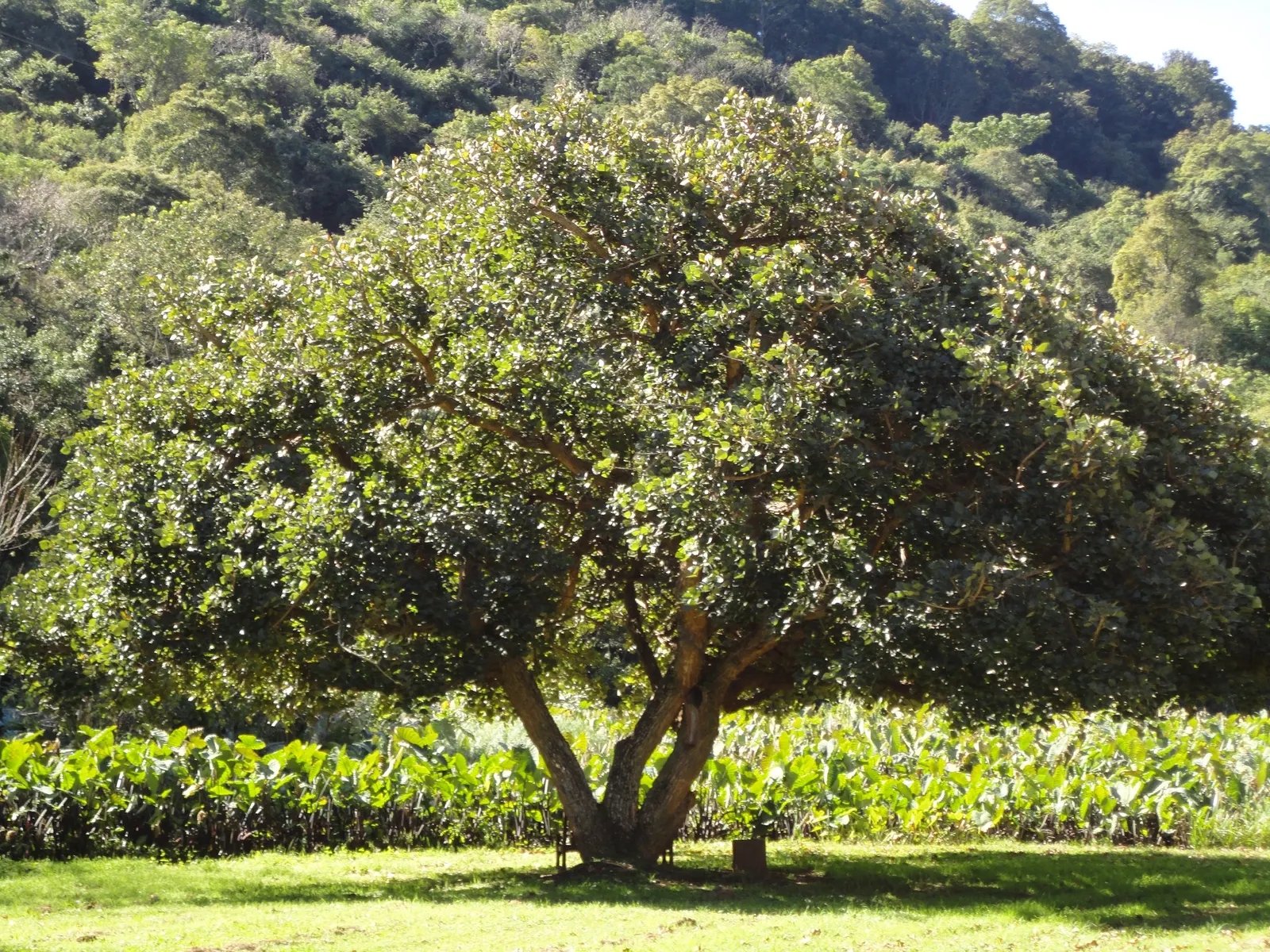 Kaffirboom Coral Tree (Erythrina Caffra) — Native to South Africa, this tree can reach up to 40 feet in height and spread equally wide; for the landscaping