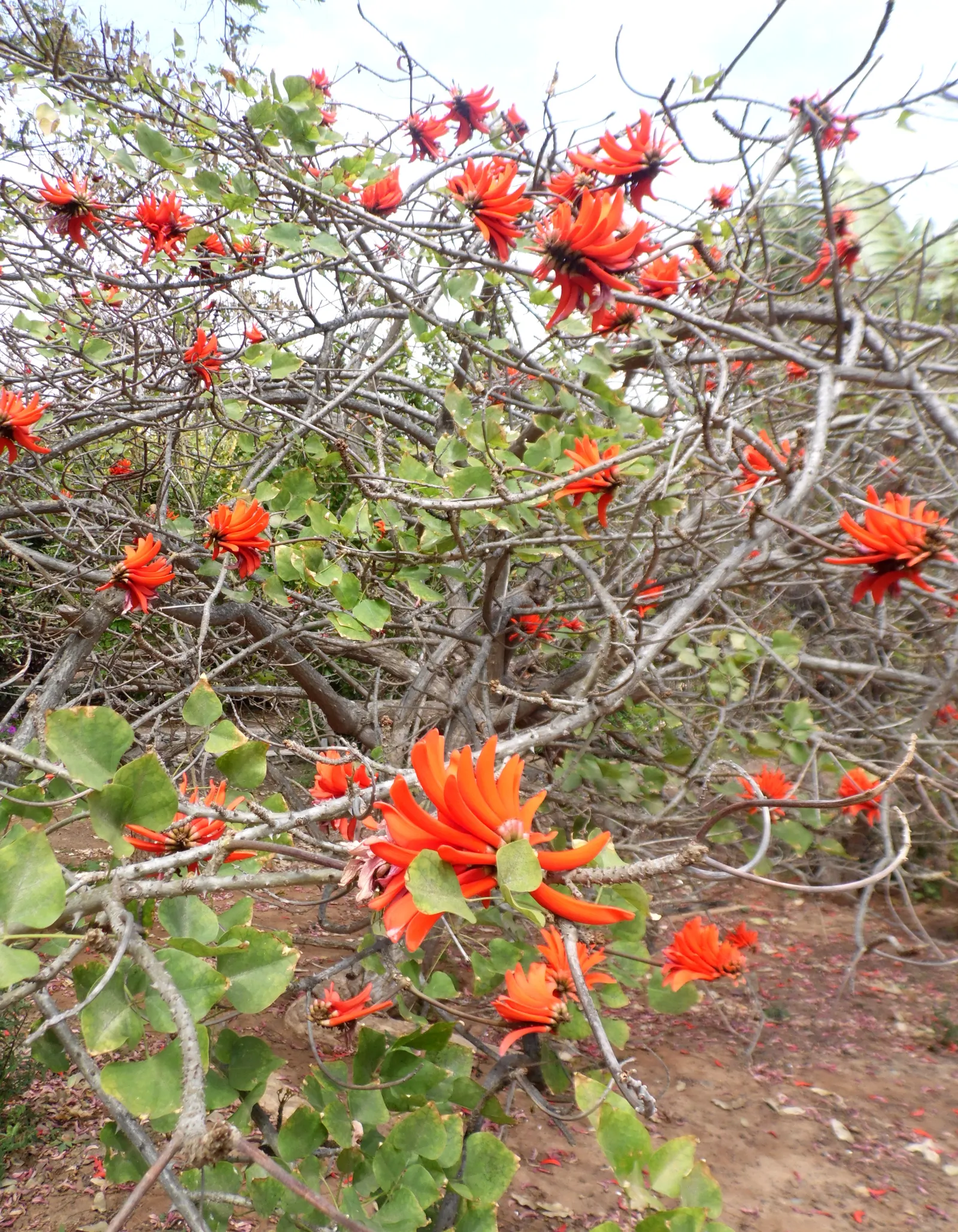 Kaffirboom Coral Tree (Erythrina Caffra) — and its hardwood is sometimes used in native crafts; the Kaffirboom can reach heights of 25 to 40 feet, image 69
