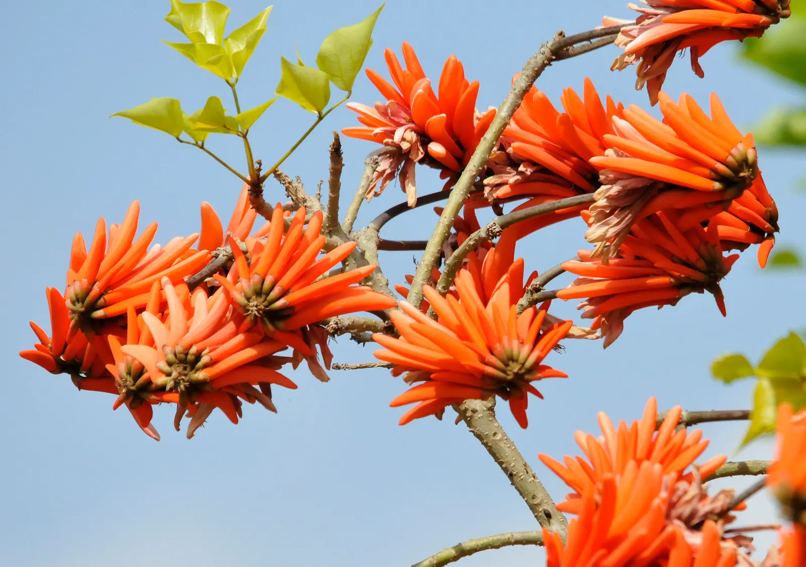 Kaffirboom Coral Tree (Erythrina Caffra) — Erythrina caffra is known for its symbolic representation of protection and fertility
