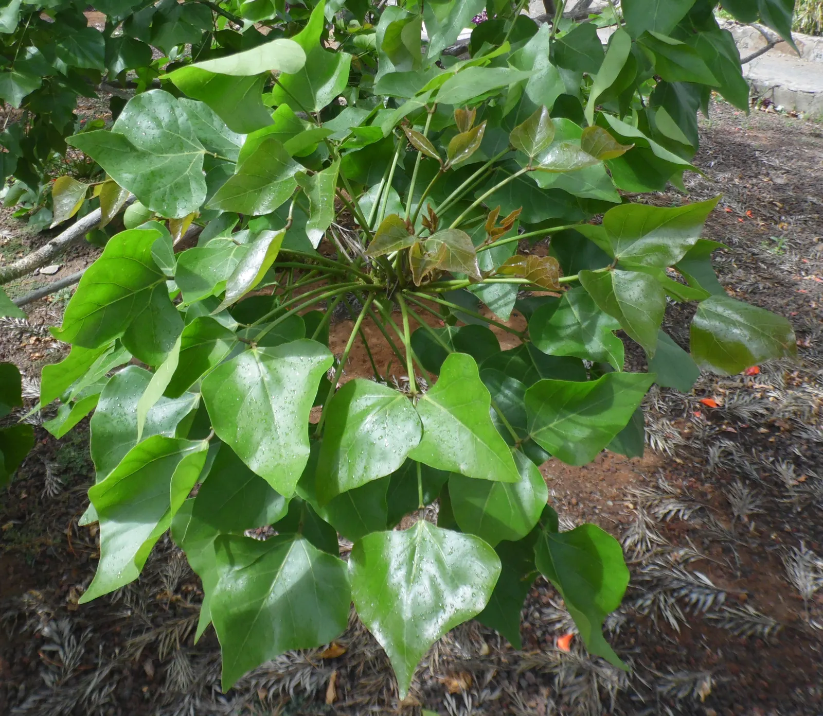 Kaffirboom Coral Tree (Erythrina Caffra) — Indigenous to southeastern regions of South Africa