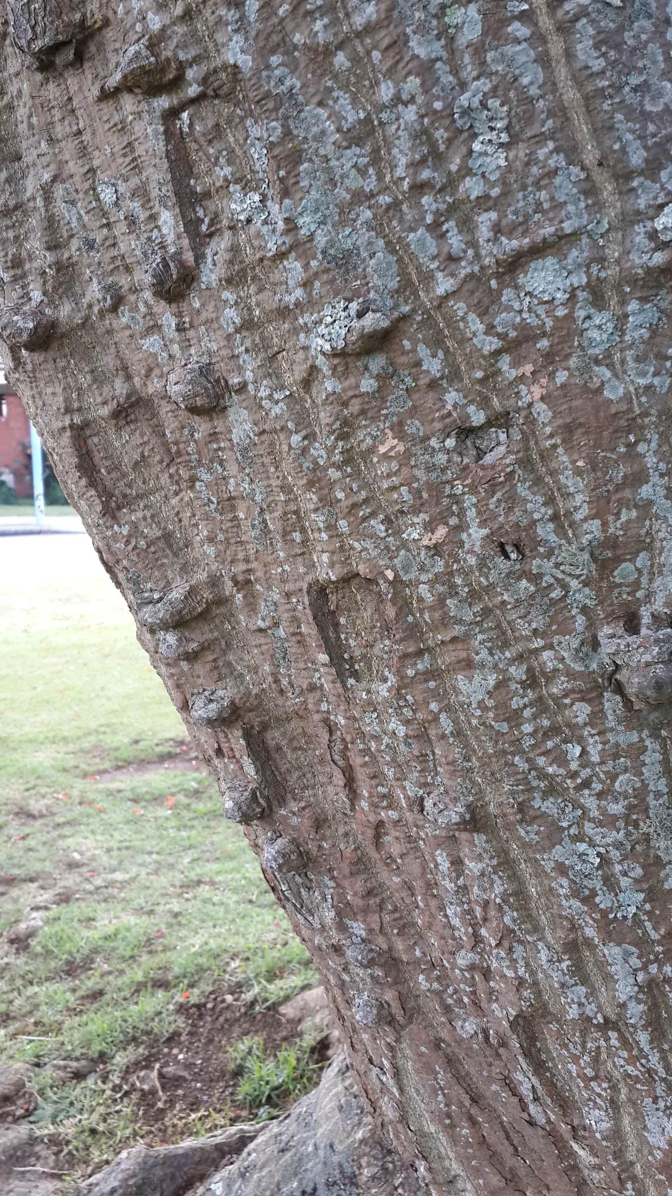 Kaffirboom Coral Tree (Erythrina Caffra) — Erythrina caffra is known for its symbolic representation of protection and fertility; the thorny branches and