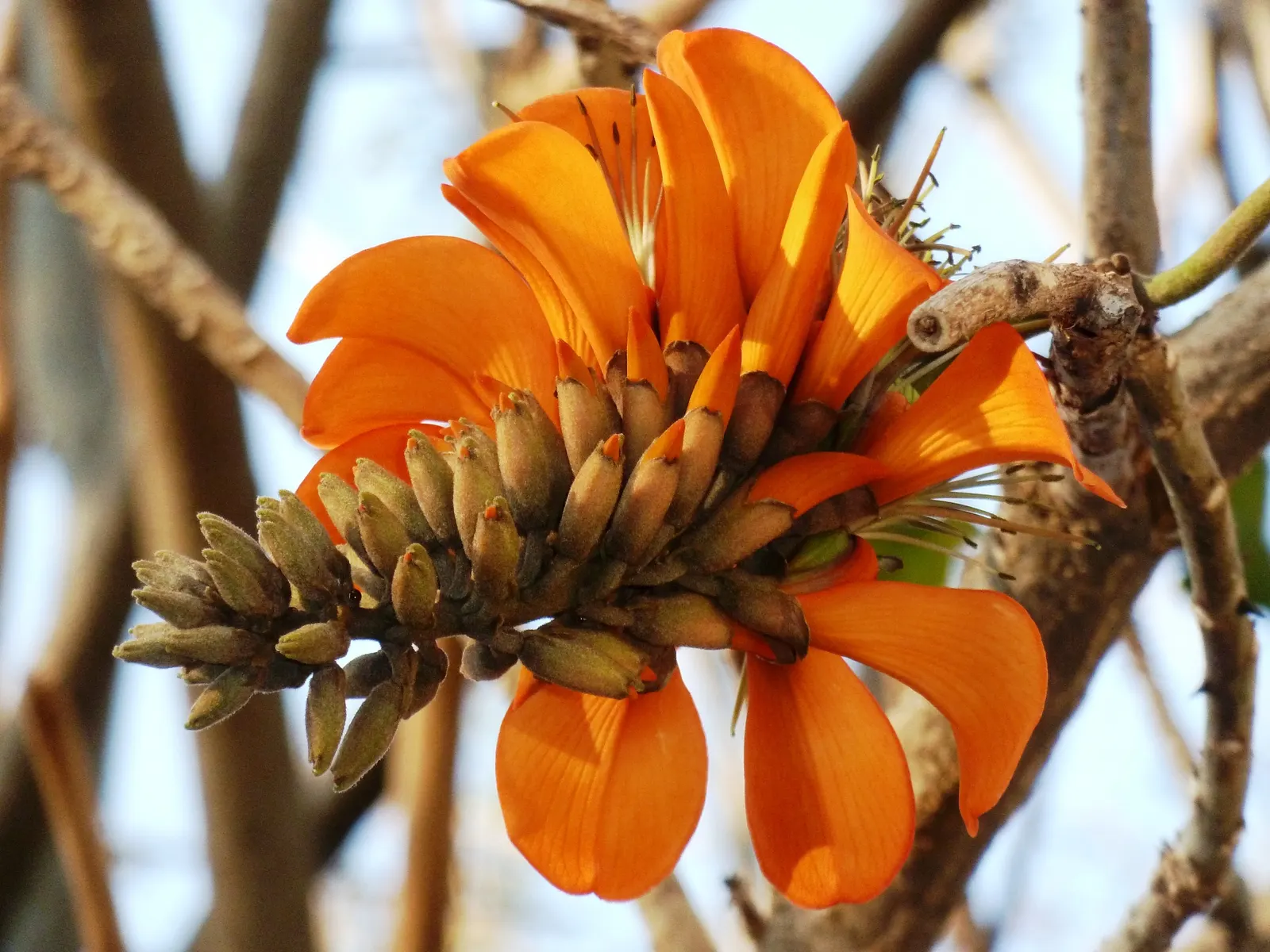 Kaffirboom Coral Tree (Erythrina Caffra) — tree for full
