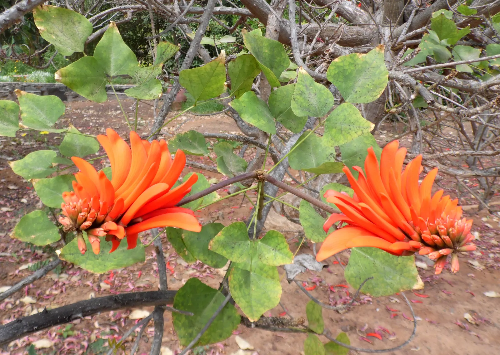 Kaffirboom Coral Tree (Erythrina Caffra) — making it a suitable choice for a low-maintenance and resilient garden theme
