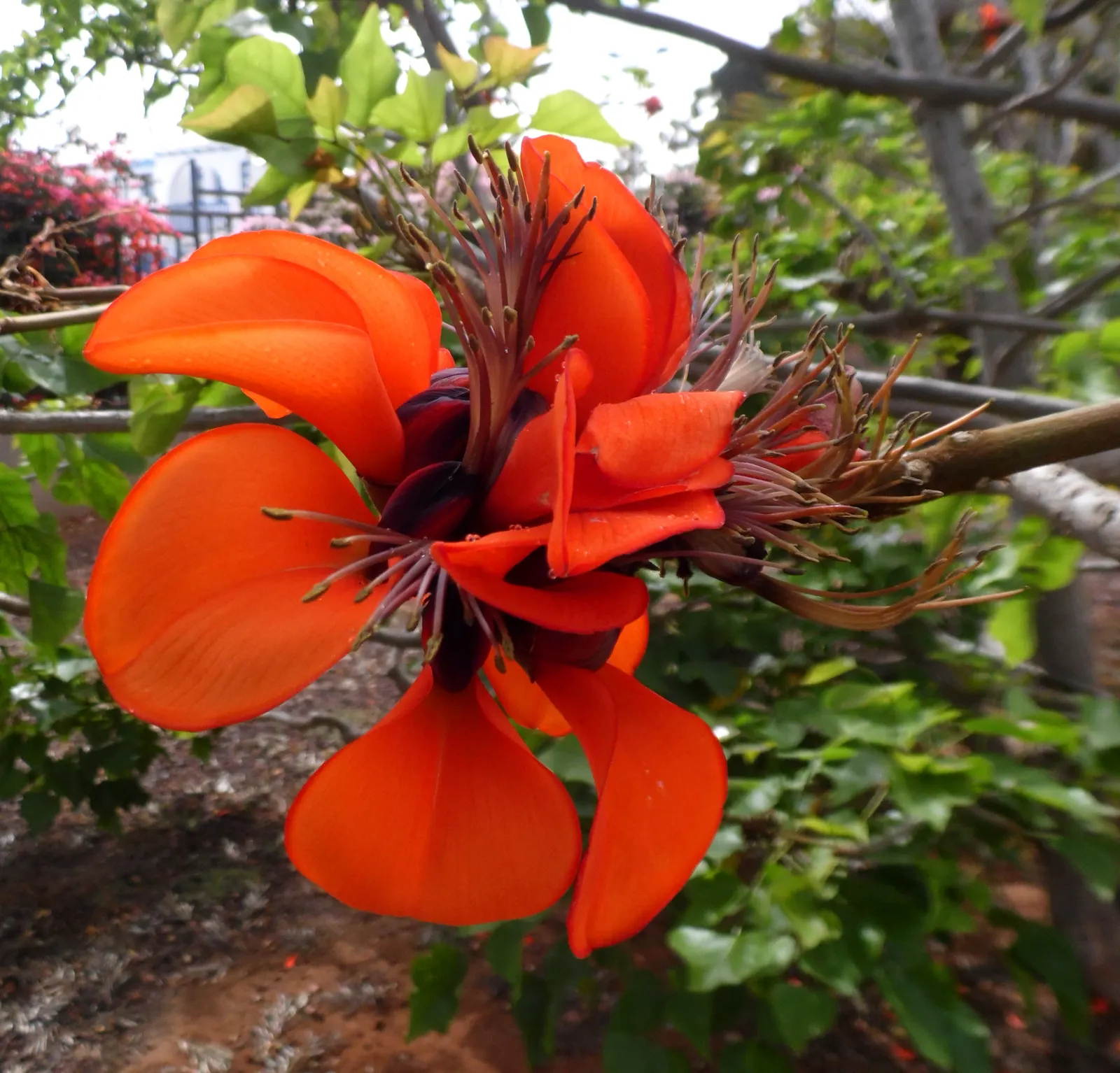 Kaffirboom Coral Tree (Erythrina Caffra) — and it is best planted in well-draining soil with moderate water requirements; indigenous to southeastern regions of