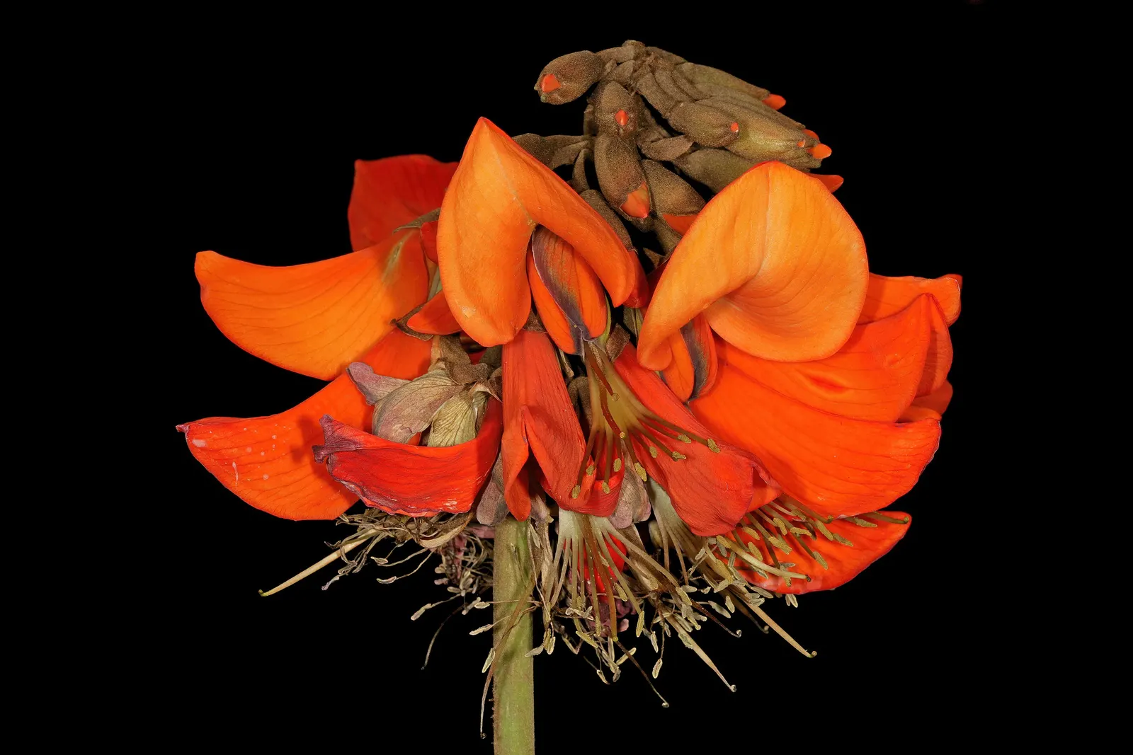 Kaffirboom Coral Tree (Erythrina Caffra) — For the landscaping client; it is imperative to understand that this species requires adequate space to, image 70