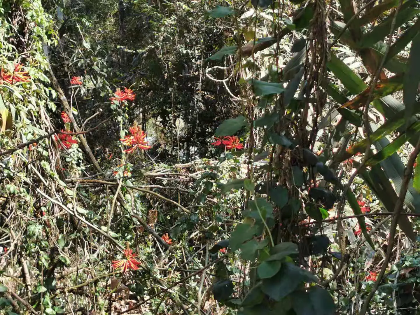 Kaffirboom Coral Tree (Erythrina Caffra) — Its trunk and branches exhibit a distinctive; and its hardwood is sometimes used in native crafts