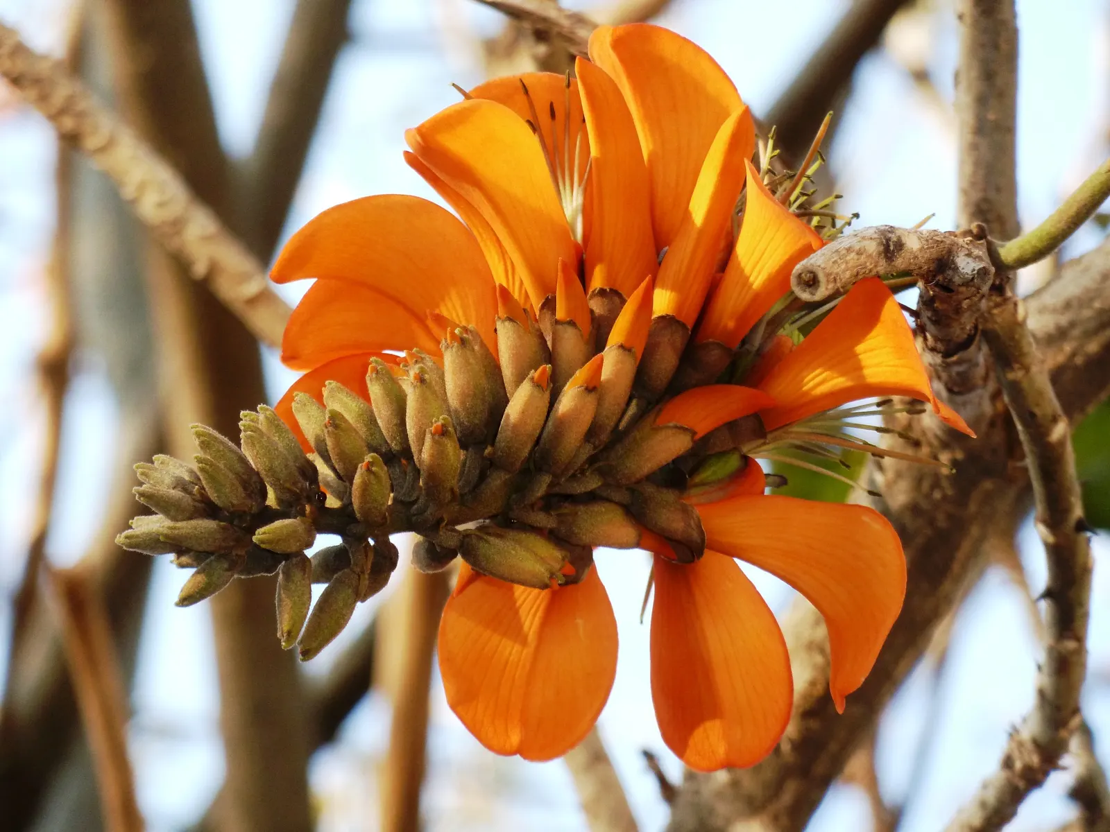 Kaffirboom Coral Tree (Erythrina Caffra) — including hummingbirds.<br><br>A deciduous tree