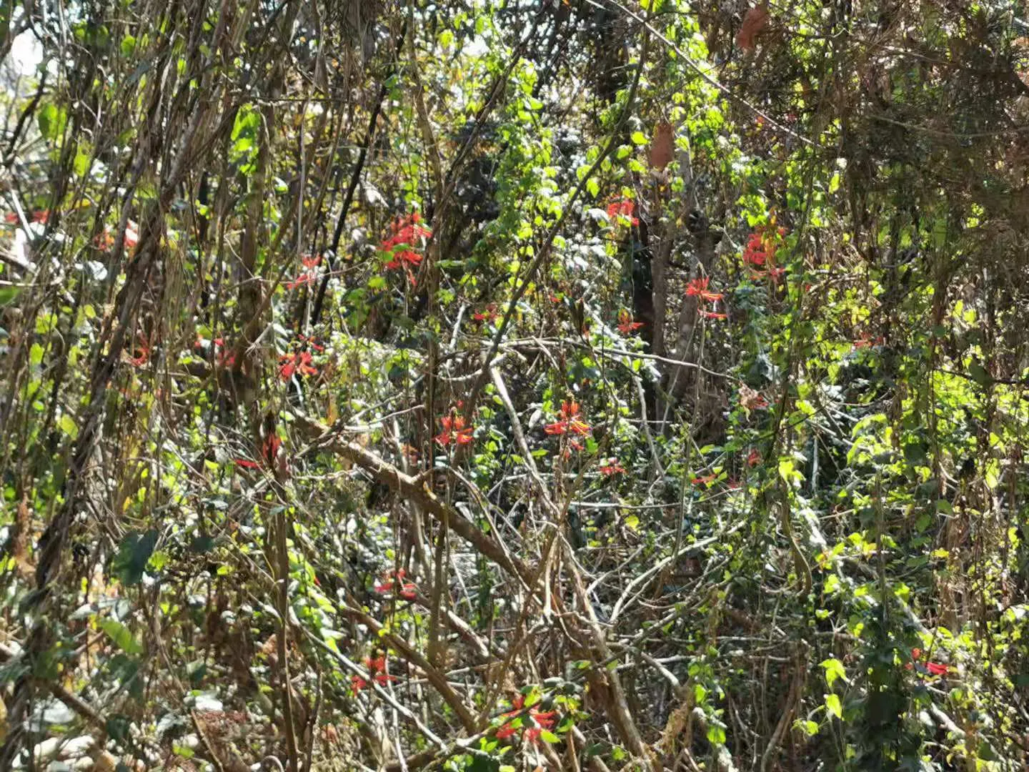 Kaffirboom Coral Tree (Erythrina Caffra) — It prefers full sun and well-drained soils