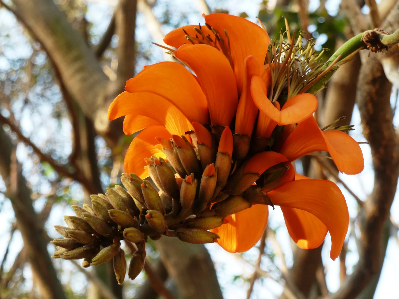 Kaffirboom Coral Tree (Erythrina Caffra) — It prefers full sun and well-drained soils; tree with orange and red blooms