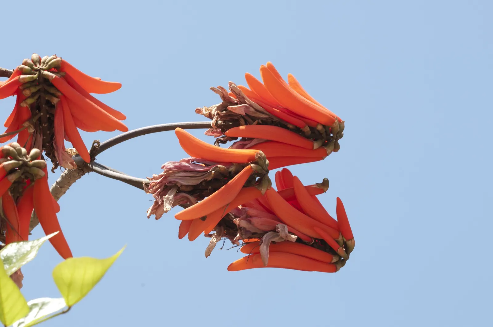 Kaffirboom Coral Tree (Erythrina Caffra) — The Kaffirboom Coral Tree (Erythrina caffra) is a striking