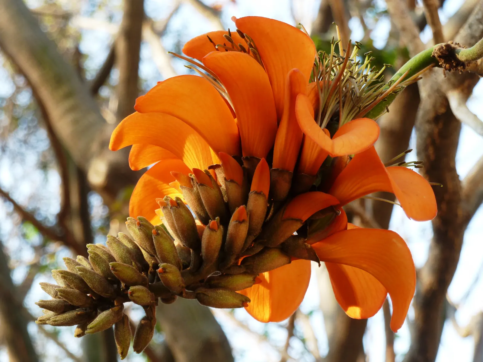 Kaffirboom Coral Tree (Erythrina Caffra) — occasional pruning may be necessary to maintain its shape and promote a sturdy structure