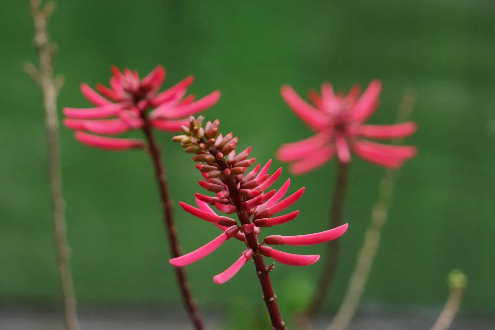 Kaffirboom Coral Tree (Erythrina Caffra) — Its trunk and branches exhibit a distinctive