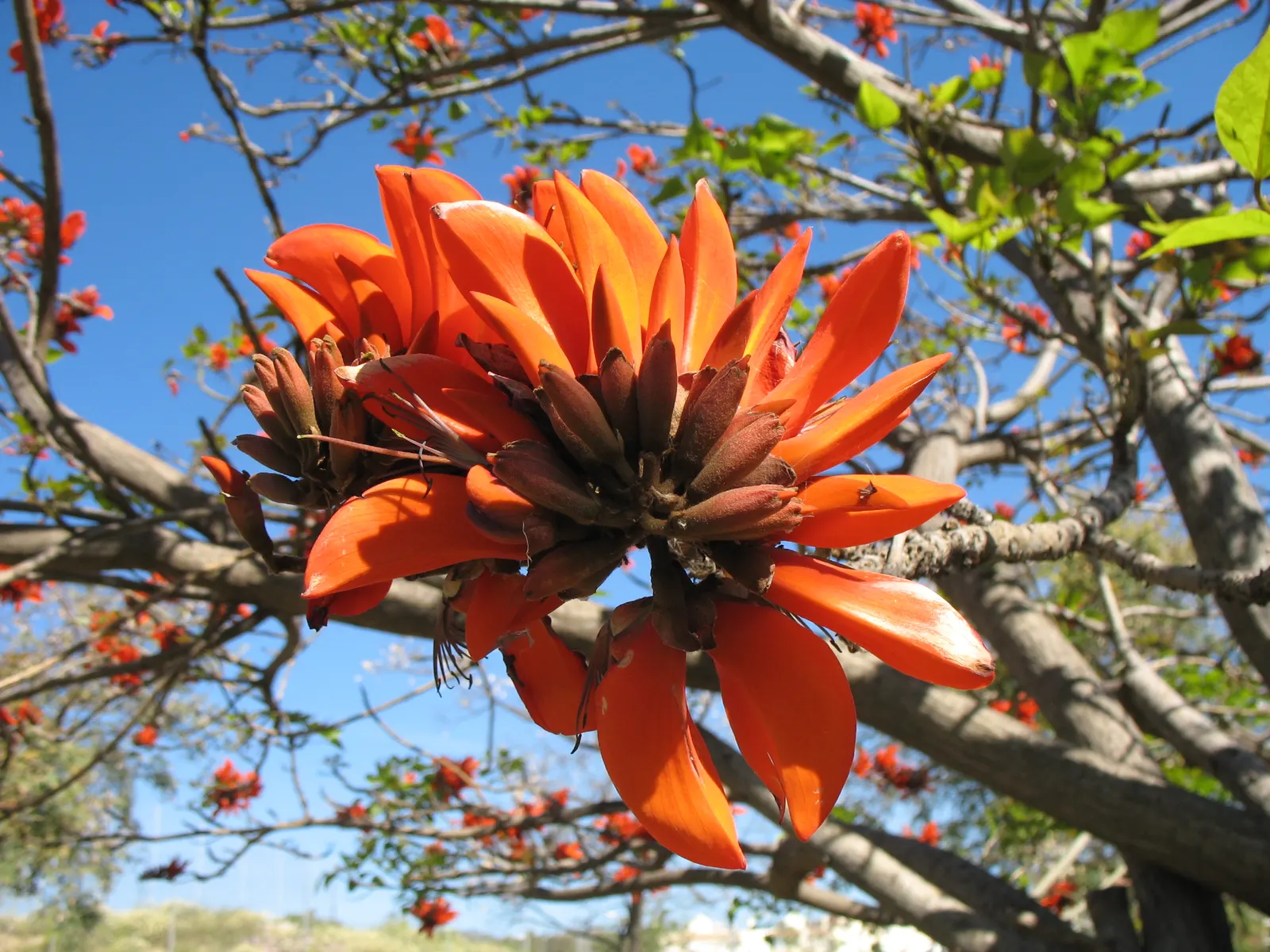 Kaffirboom Coral Tree (Erythrina Caffra) — The thorny branches and drought tolerance make it an excellent choice for warm climates