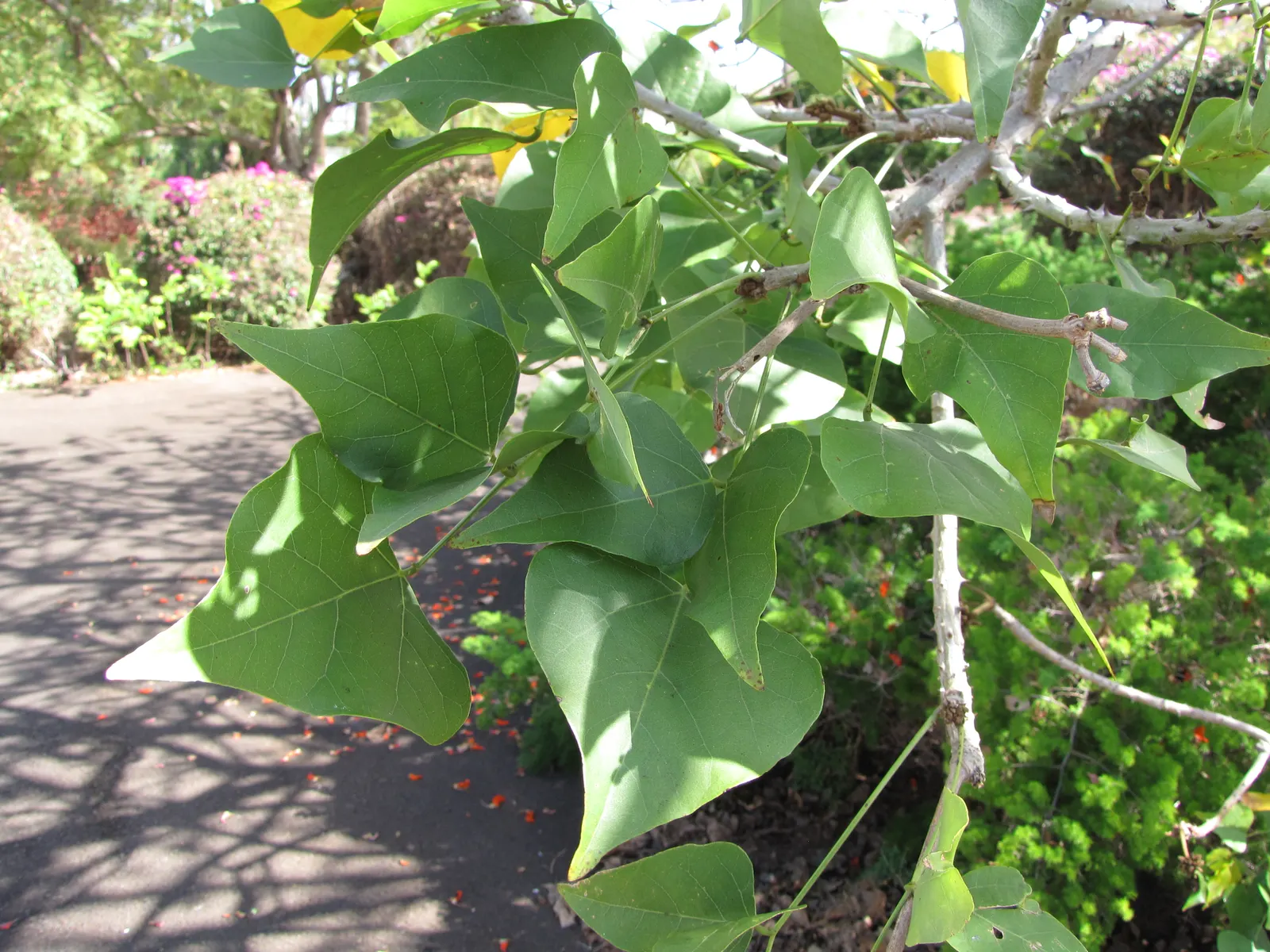 Kaffirboom Coral Tree (Erythrina Caffra) — with stout thorns that contribute to its dramatic presence.<br><br>Culturally speaking; orange and red flowers in
