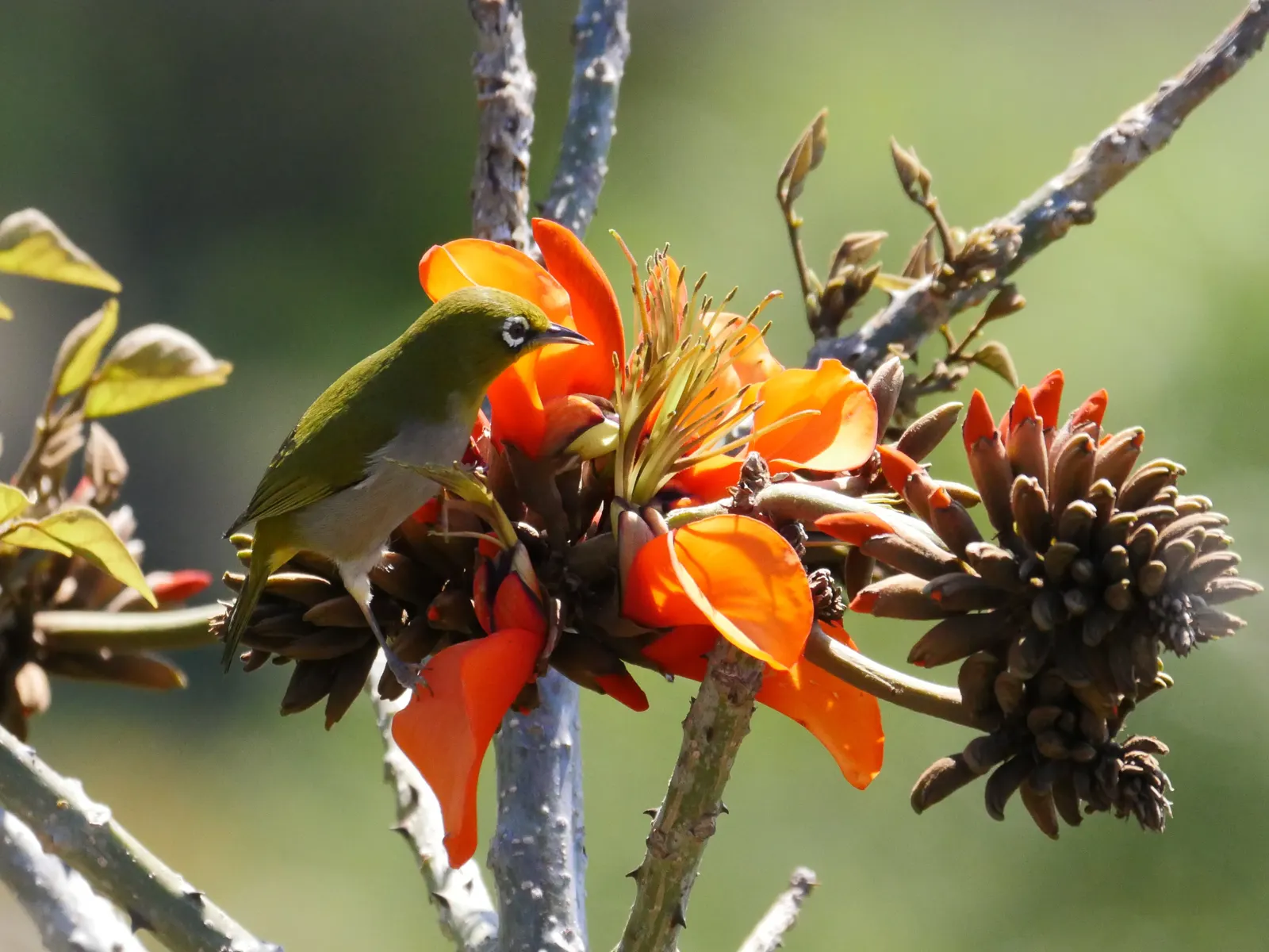 Kaffirboom Coral Tree (Erythrina Caffra) — it is imperative to understand that this species requires adequate space to thrive