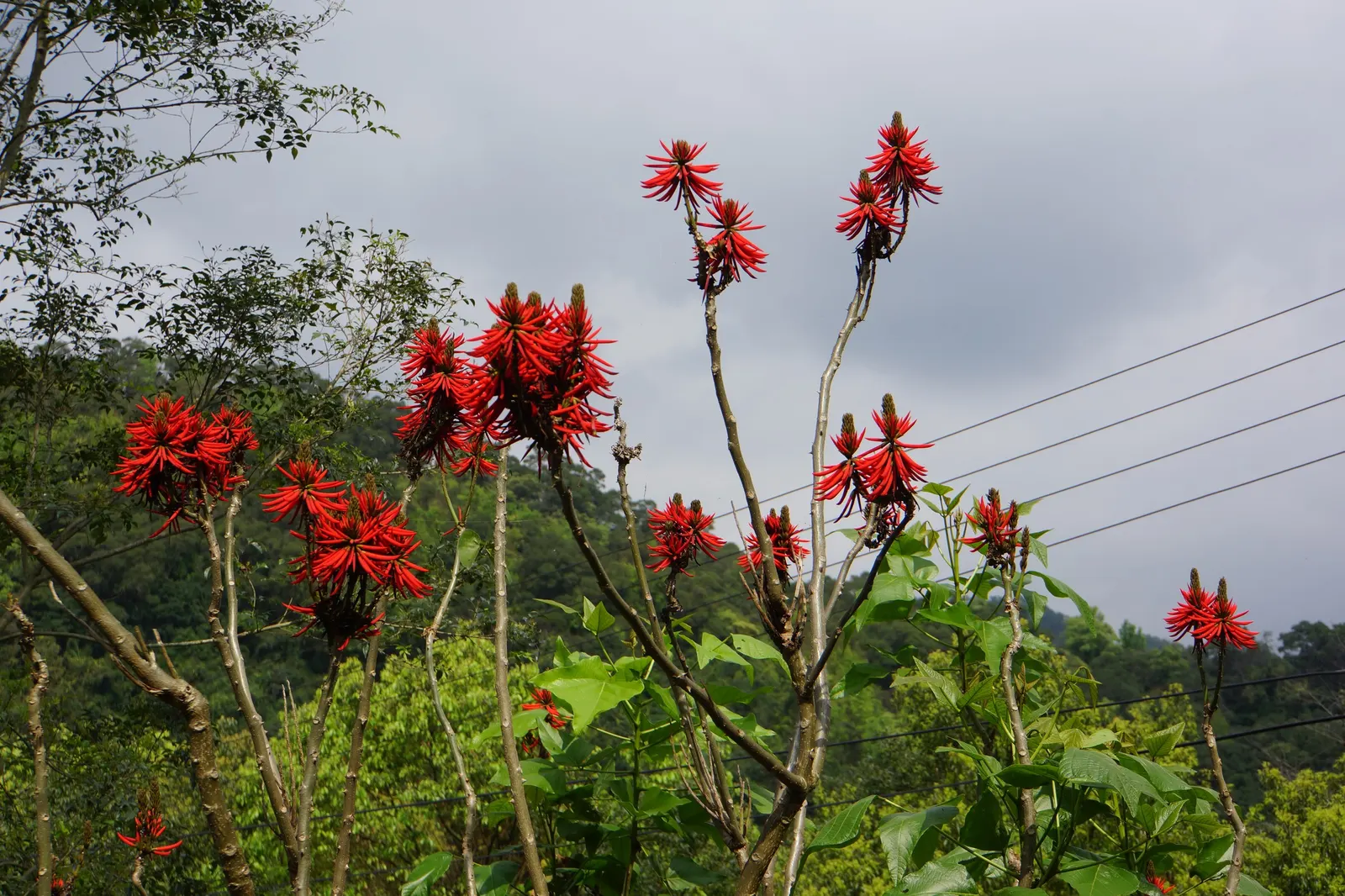 Kaffirboom Coral Tree (Erythrina Caffra) — The Kaffirboom Coral Tree is drought-tolerant once established