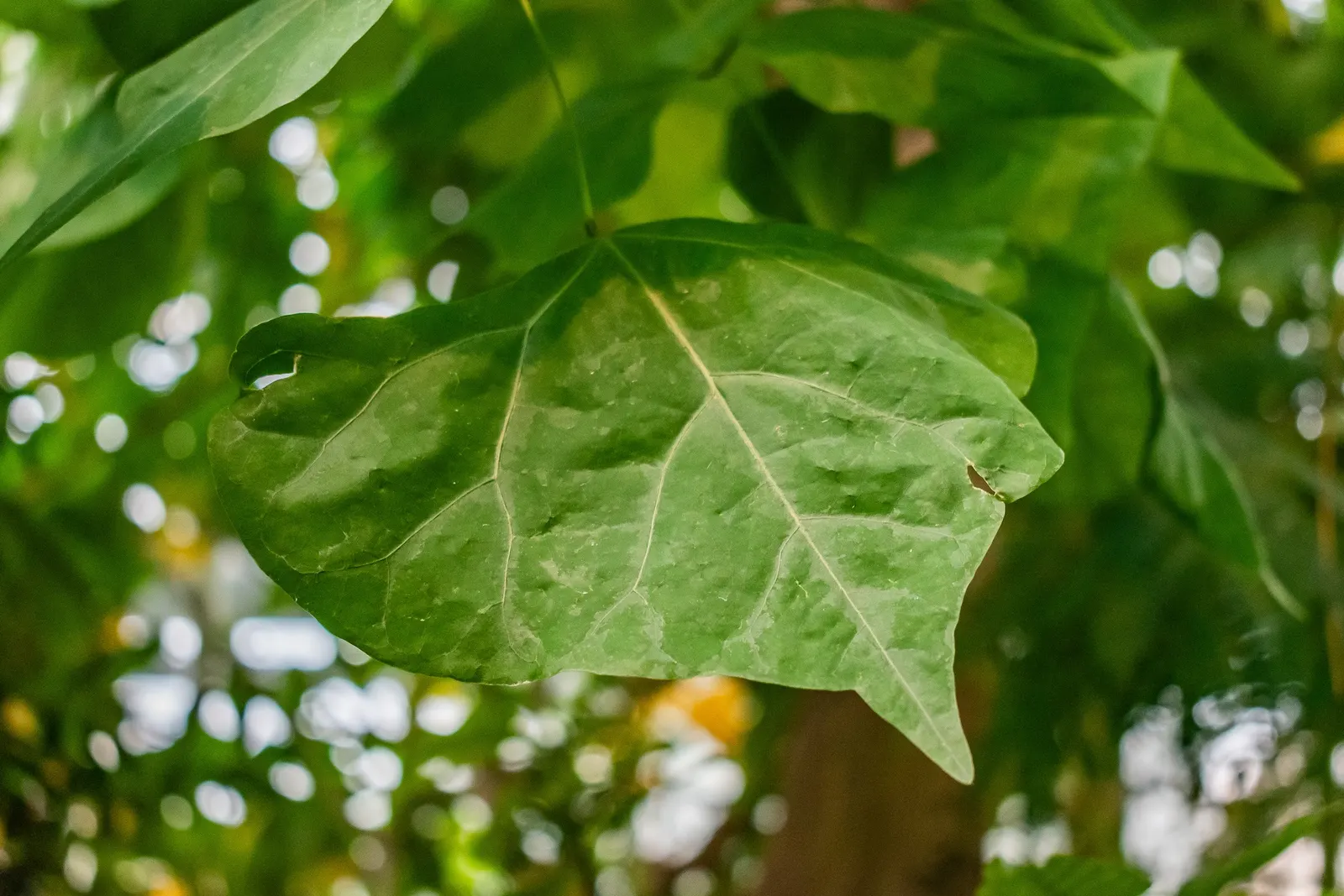 Kaffirboom Coral Tree (Erythrina Caffra) — the branches are densely laden with blossoms that attract an array of pollinators; with stout thorns, image 62